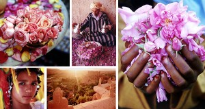 Maroc : La vie en roses...
