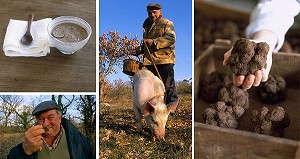 La truffe : le diamant noir du Quercy